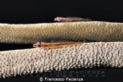 [:b:]Goby mirrored[:/b:] by Francesco Pacienza 